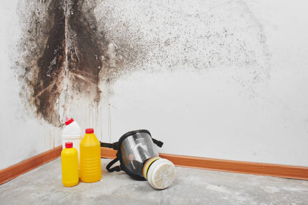Best Mold Removal Process  in Lake City, PA