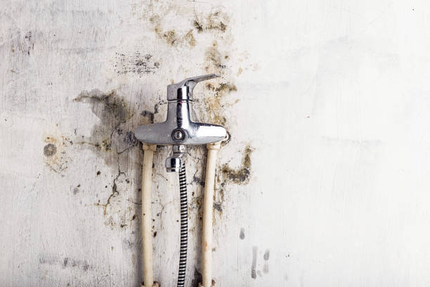 Best Mold Remediation  in Lake City, PA