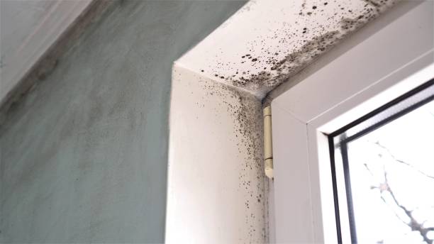 Best Mold Cleaning Services  in Lake City, PA