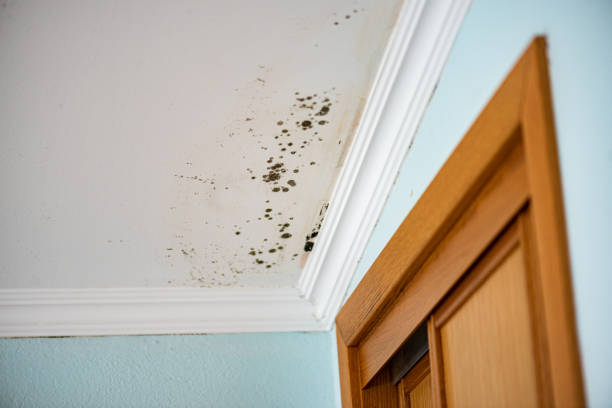 Best Certified Mold Removal  in Lake City, PA