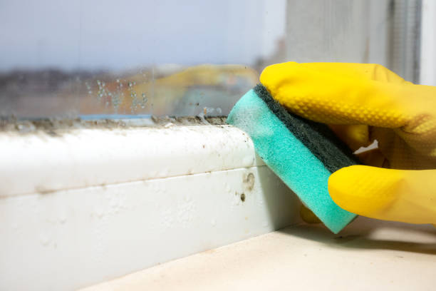 Crawl Space Mold Removal in Lake City, PA