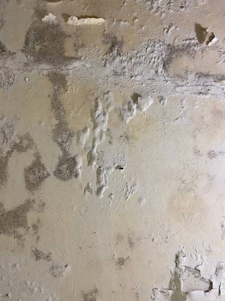 Mold Removal Process in Lake City, PA