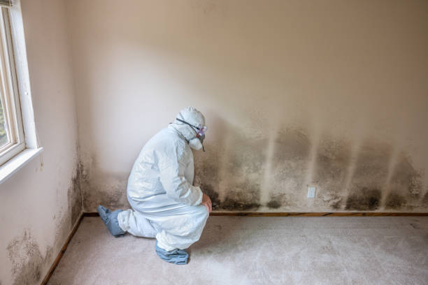 Best Toxic Mold Removal  in Lake City, PA