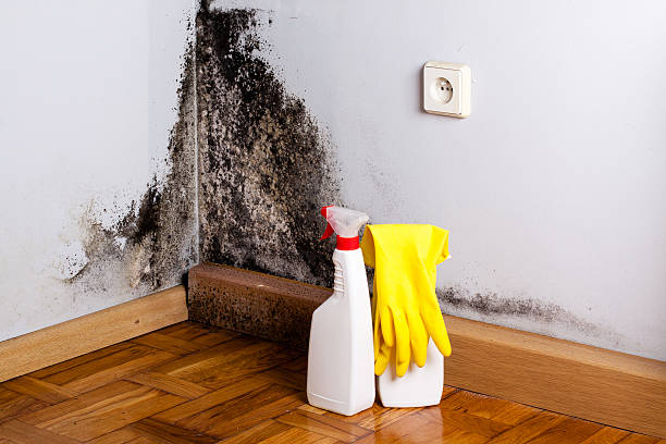 Best Mold Cleaning Services  in Lake City, PA