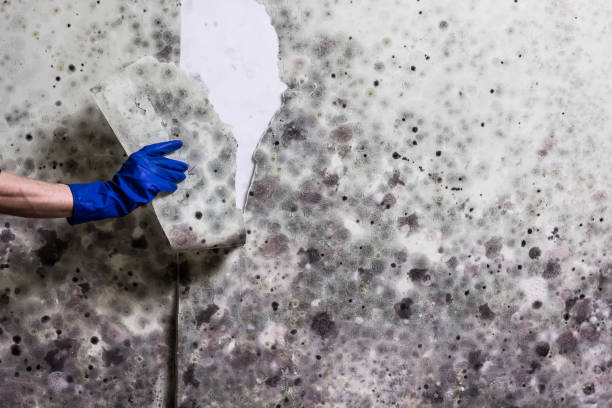 Best Certified Mold Removal  in Lake City, PA