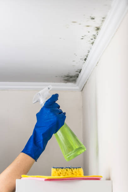Best Residential Mold Removal  in Lake City, PA